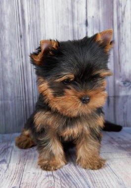 Yerde bir köpek yavrusu