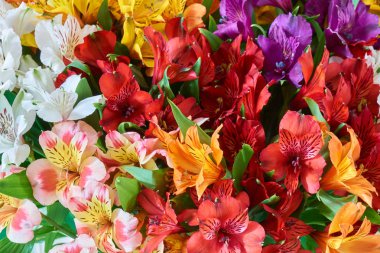 demet alstroemeria