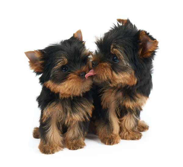 Puppy licks another puppy — Stock Photo, Image