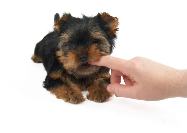 Checking puppy's teeth — Stock Photo, Image