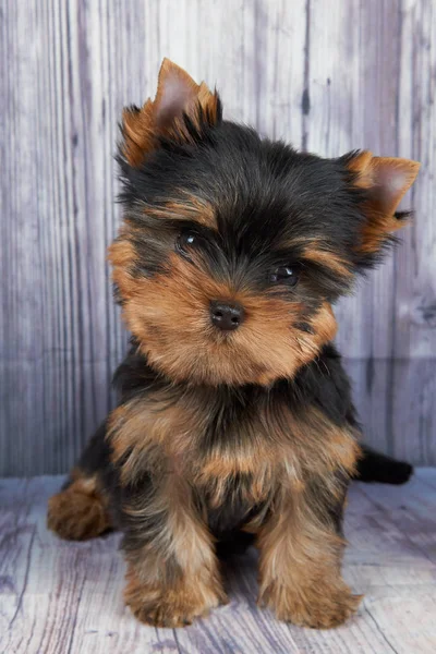 Un cachorro en el suelo —  Fotos de Stock