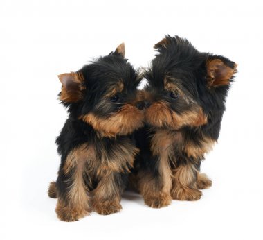 Başka bir köpek yavrusu köpek yavrusu burnunu çekmek