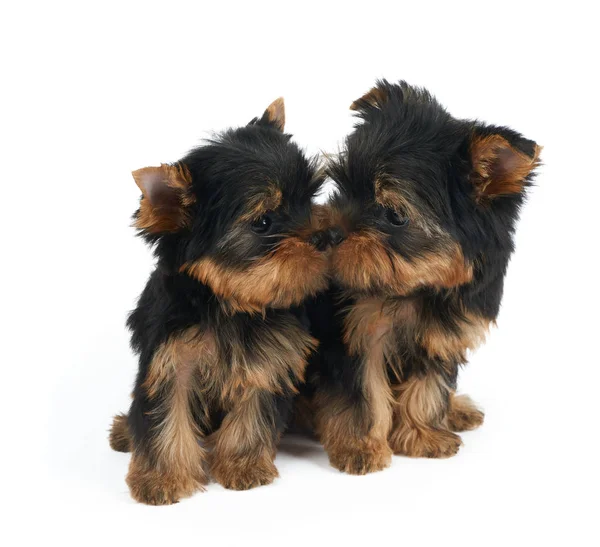 Puppy sniffs another puppy — Stock Photo, Image