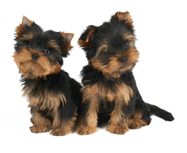 Twee leuke puppy — Stockfoto