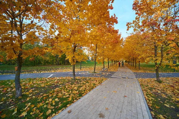 Maple alley in Moscow — Stock Photo, Image