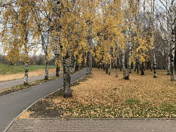 Birch trees in the park — Stock Photo, Image