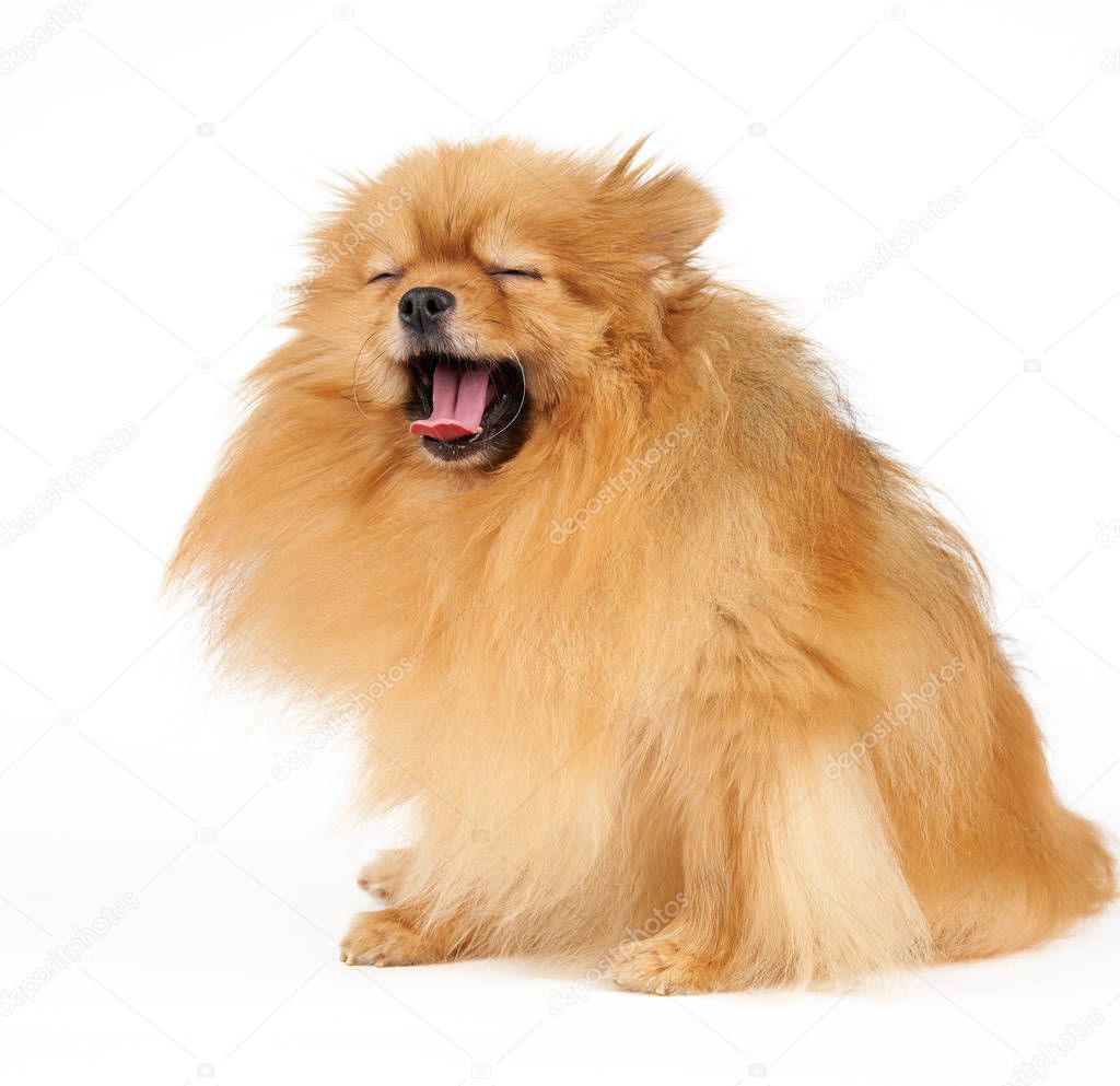 Yawning dog on white background