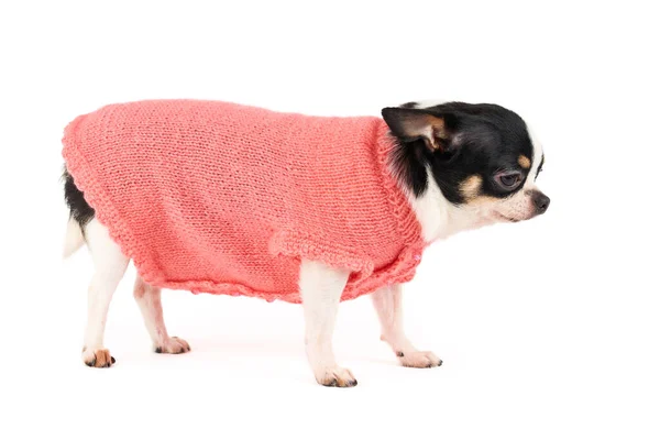 One Cute Chihuahua Knitted Pink Pet Vest Isolated White — Stock Photo, Image