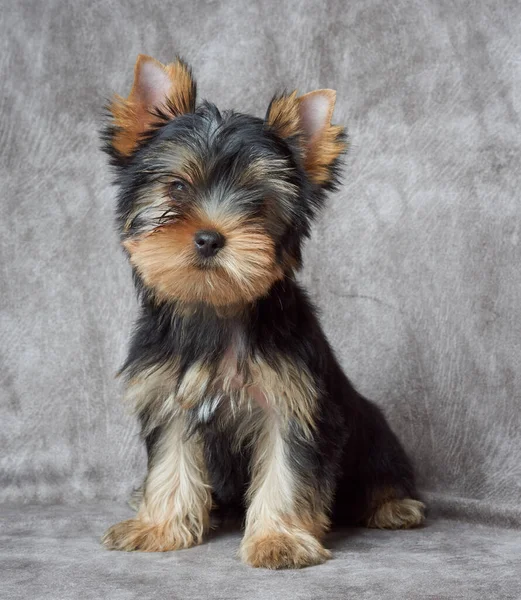 Puppy Yorkshire Terrier Backdrop — Stock Photo, Image
