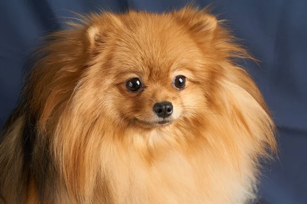 Κοντινό Πορτραίτο Ενός Κόκκινου Σκύλου Από Την Πομερανία — Φωτογραφία Αρχείου