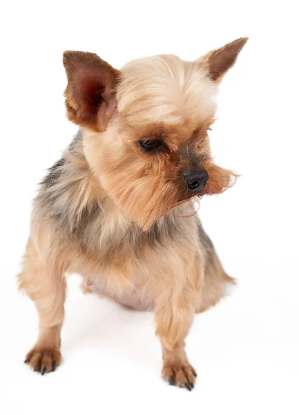 One Groomed Yorkshire Terrier Isolated White — Stock Photo, Image