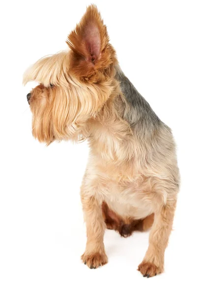 One Groomed Yorkshire Terrier Isolated White — Stock Photo, Image