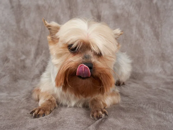 Licking Yorkshire Terrier Liegt Auf Textilem Hintergrund — Stockfoto