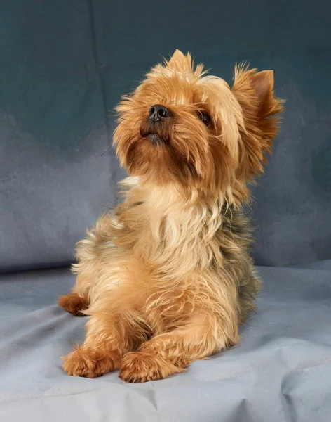 Niedlicher Yorkshire Terrier Liegt Auf Grauem Textilhintergrund — Stockfoto