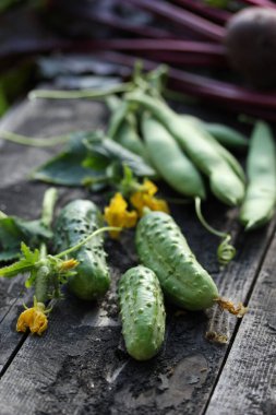 Bahçıvanlık ve tarım. Çiçek ve yapraklı taze yeşil salatalıklar, eski ahşap arka planda üstü pancar ve fasulye kabukları. Köylü, taşralı. Arkaplan resmi, alanı kopyala