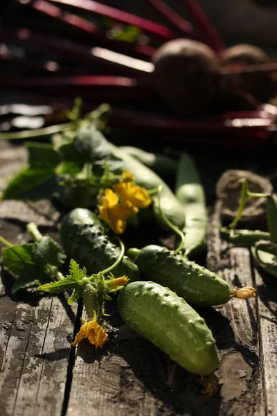 Gardening Agriculture Fresh Young Green Cucumbers Flowers Leaves Bean Pods — Stock Photo, Image