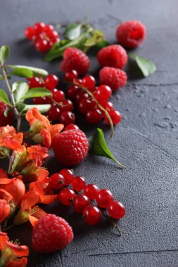 Taze böğürtlen: ahududu ve kırmızı kuşüzümü. Bir dalda kırmızı çiçekler, koyu gri arka planda yeşil yapraklar. Sakura. Arkaplan resmi, alanı kopyala 