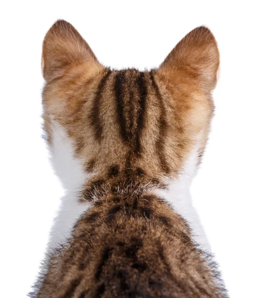 A small kitten isolated on white background — Stock Photo, Image