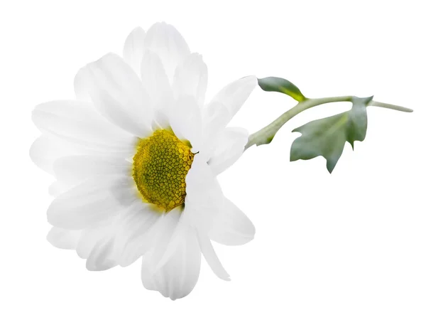 Chamomile daisy isolated on white background — Stock Photo, Image