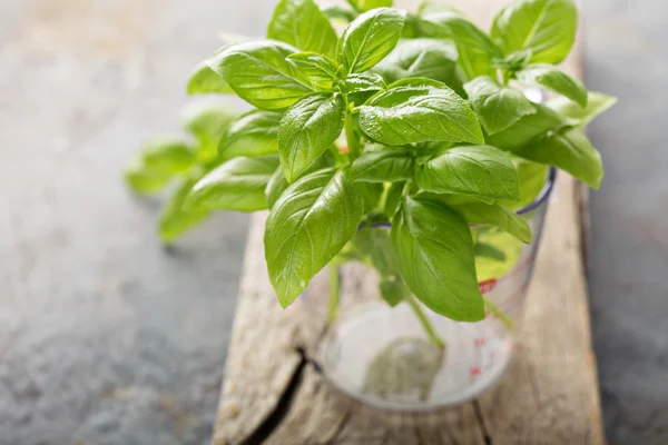 Albahaca verde fresca en una taza de medir — Foto de Stock