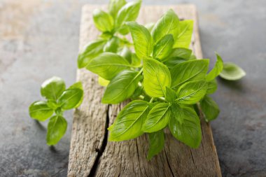 Agarden gelen yeşil taze fesleğen