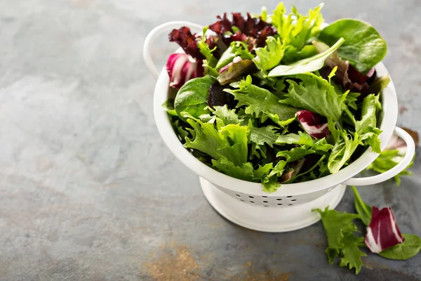 Frühlingsmischung Salatblätter in einem Collander — Stockfoto