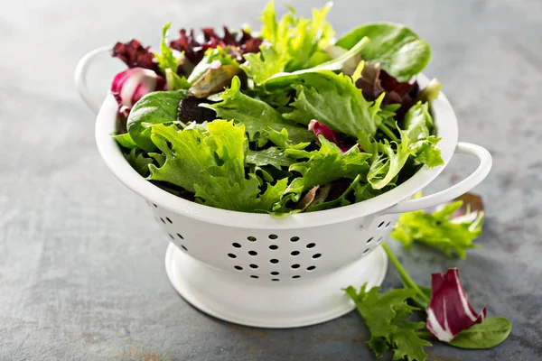 Frühlingsmischung Salatblätter in einem Collander — Stockfoto