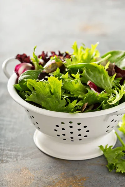 Frühlingsmischung Salatblätter in einem Collander — Stockfoto