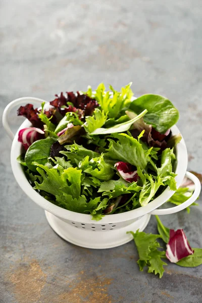 Frühlingsmischung Salatblätter in einem Collander — Stockfoto