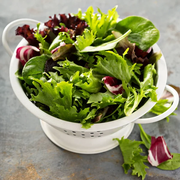 Frühlingsmischung Salatblätter in einem Collander — Stockfoto