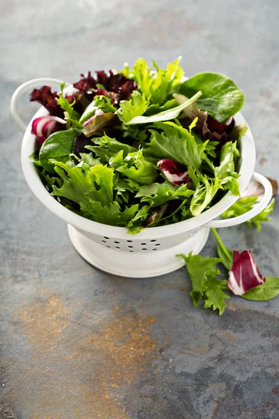 Frühlingsmischung Salatblätter in einem Collander — Stockfoto
