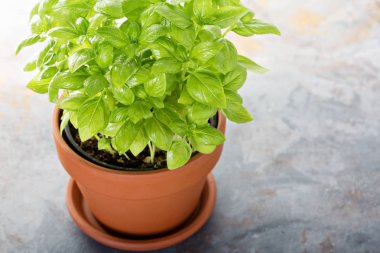 bir tencerede yeşil taze fesleğen