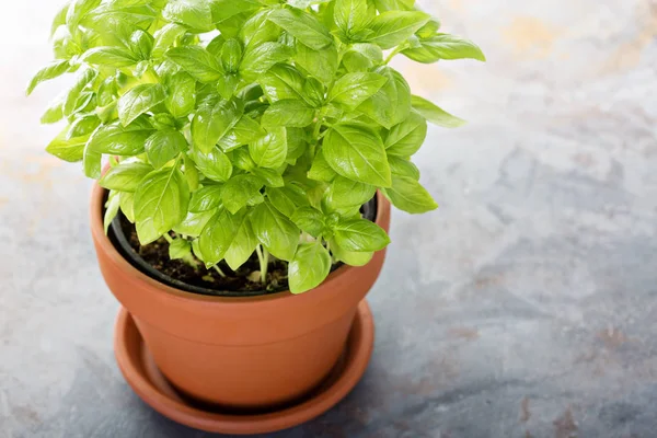 bir tencerede yeşil taze fesleğen