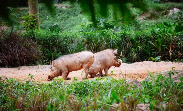 Öknen Warthog i naturen — Stockfoto