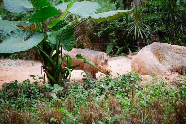 Öknen Warthog i naturen — Stockfoto