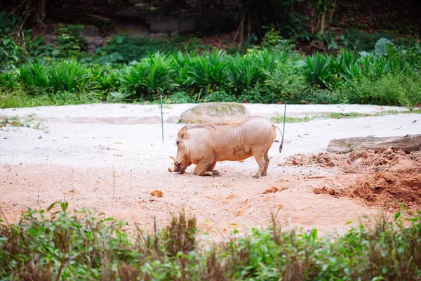 在自然的沙漠疣猪 — 图库照片