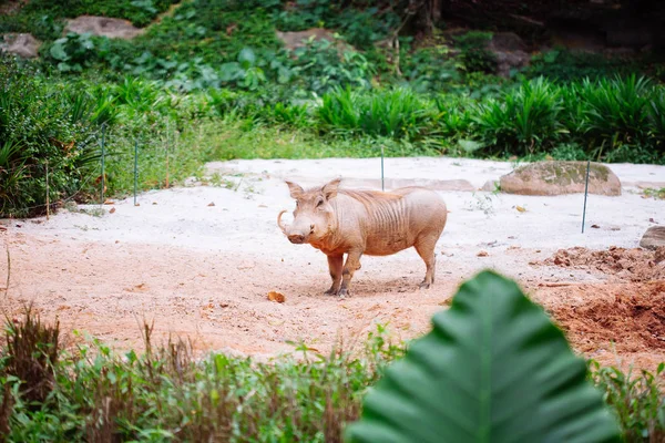 Wüstenwarzenschwein in der Natur — Stockfoto