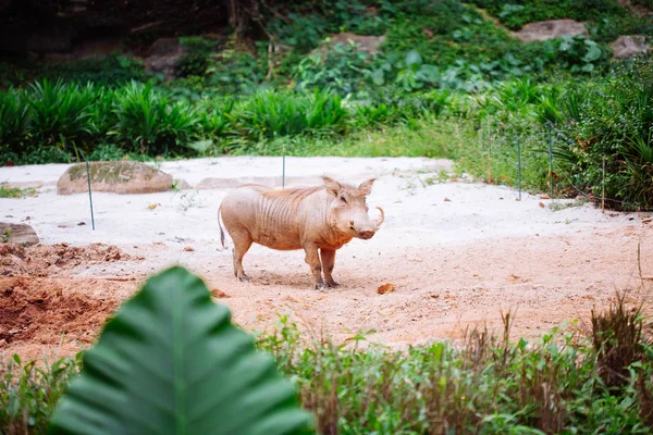 Wüstenwarzenschwein in der Natur — Stockfoto