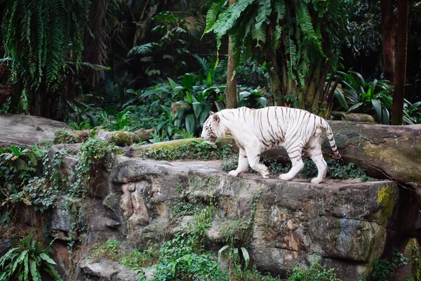 Een wild leven schot van een witte tijger — Stockfoto