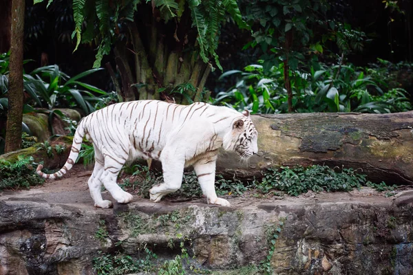 Een wild leven schot van een witte tijger — Stockfoto