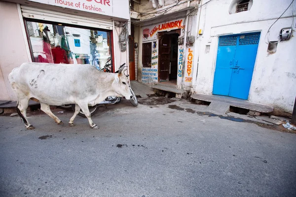 UDAIPUR, ÍNDIA - Março 12, 2017: Vista de rua em Udaipur — Fotografia de Stock