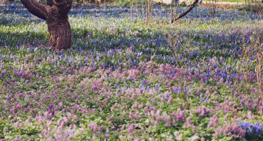 Alan mavi (Scilla sibirica) ve violet (Hollowroot, Corydali