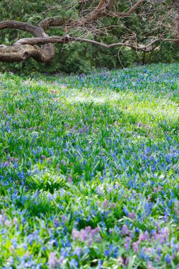 Alan mavi (Scilla sibirica) ve violet (Hollowroot, Corydali