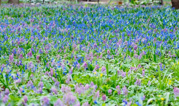 Blaues (scilla sibirica) und violettes (hohle wurzel, corydali) Feld — Stockfoto