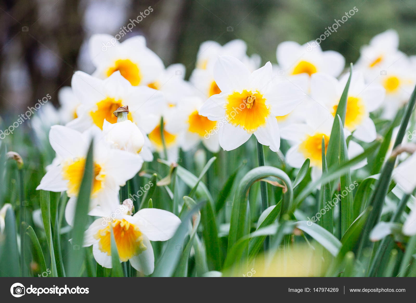 Beau champ avec jonquilles jaune vif et blanches (Narcisse ) image libre de  droit par t_n_06 © #147974269