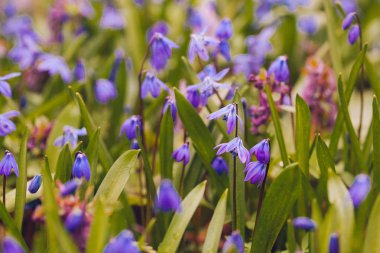 Mavi (Scilla sibirica) bahar çiçek alan.