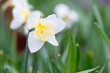Güzel parlak sarı ve beyaz nergis (Narcissus alanıyla)