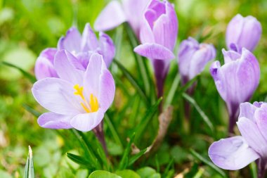 Grup mor Çiğdem (crocus sativus) seçmeli/yumuşak focu ile