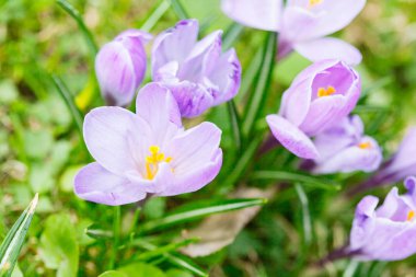 Grup mor Çiğdem (crocus sativus) seçmeli/yumuşak focu ile