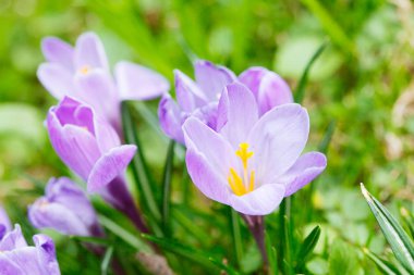 Grup mor Çiğdem (crocus sativus) seçmeli/yumuşak focu ile